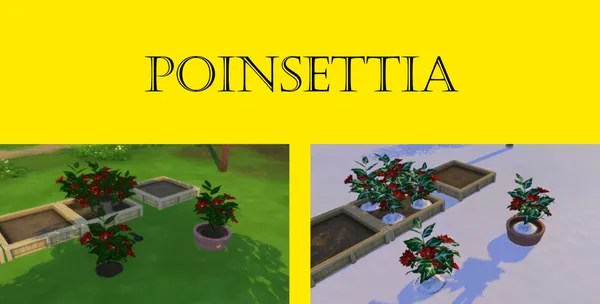 Poinsettia Harvestable