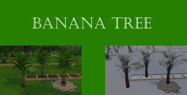 Banana Harvestable
