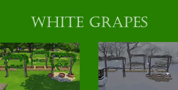 White Grapes Harvestable