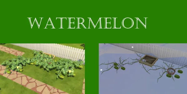 Watermelon Harvestable