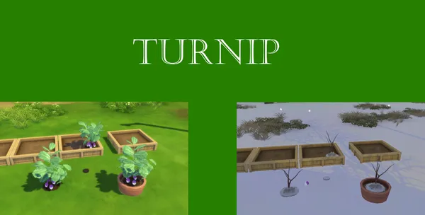 Turnip Harvestable