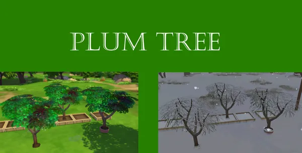 Plum Harvestable