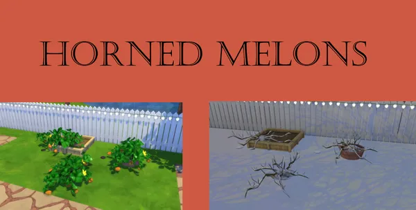 Horned Melon Harvestable