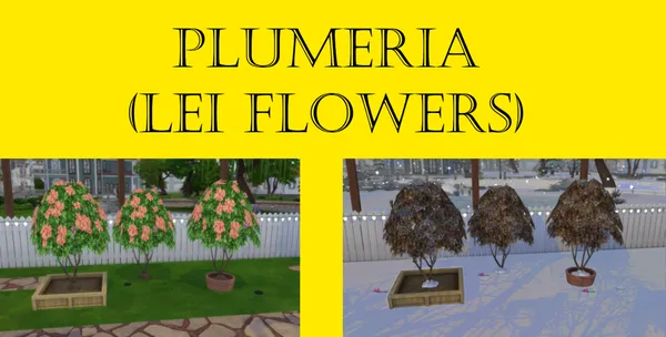 Plumeria Harvestable (Lei Flowers)