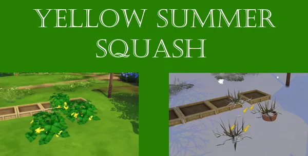 Yellow Summer Squash Harvestable