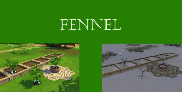 Fennel Harvestable