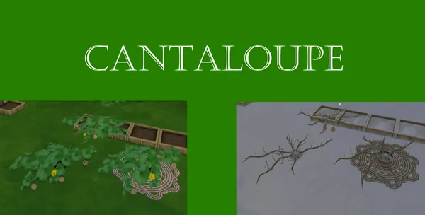 Cantaloupe Harvestable