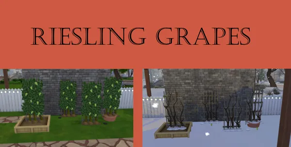Riesling Grapes harvestable