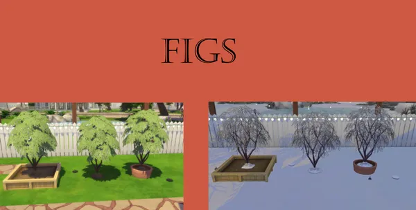 Fig Harvestable