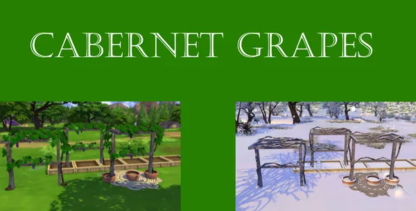 Cabernet Grapes Harvestable