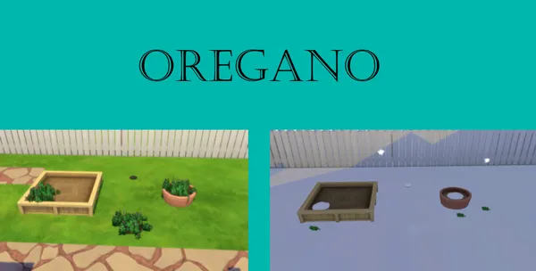 Oregano Harvestable