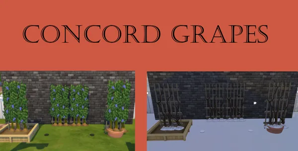 Concord grapes Harvestable