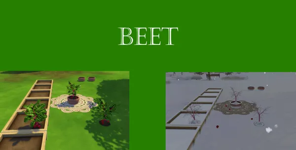 Beet Harvestable