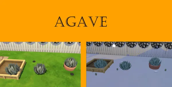 Agave Harvestable