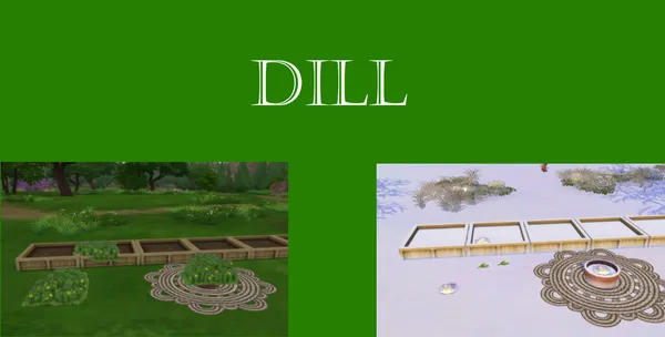 Dill Harvestable