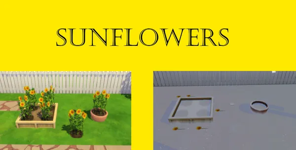 Sunflower Harvestable