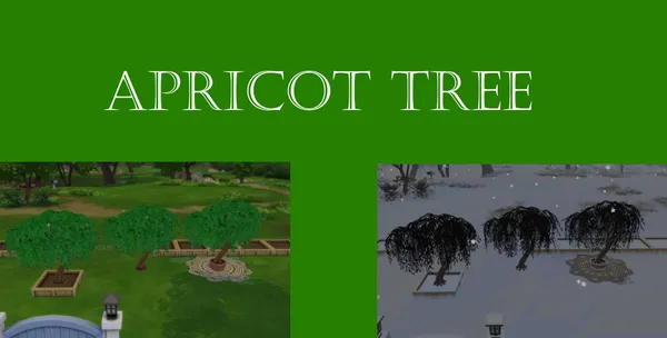 Apricot Harvestable
