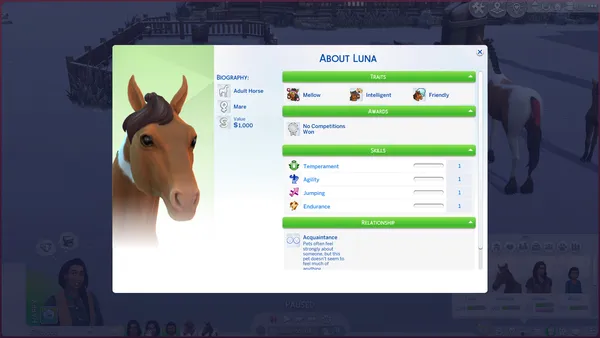 Improving Skills After Horse Competitions