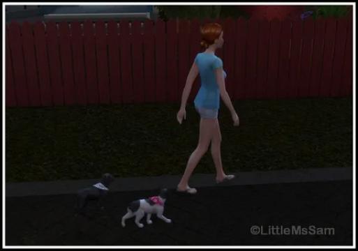 Go for a walk with more Pets (Rabbitholes)