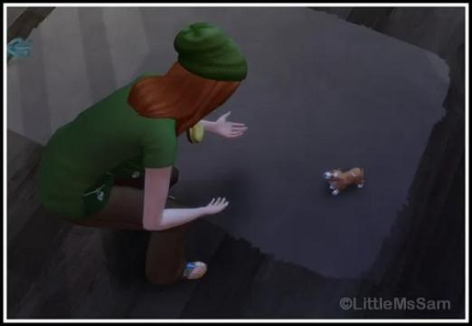 Train your Puppies