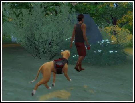 Dog Walker & Dog Jogger