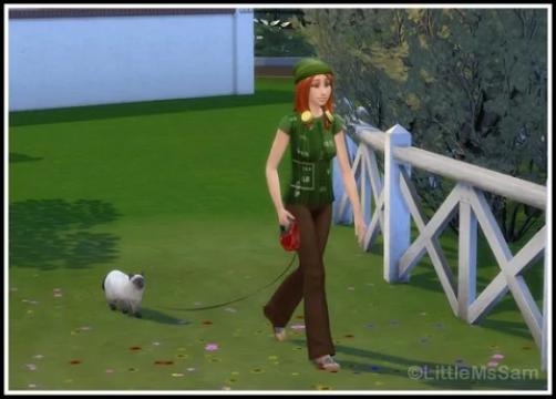 Go for a Walk with Cats