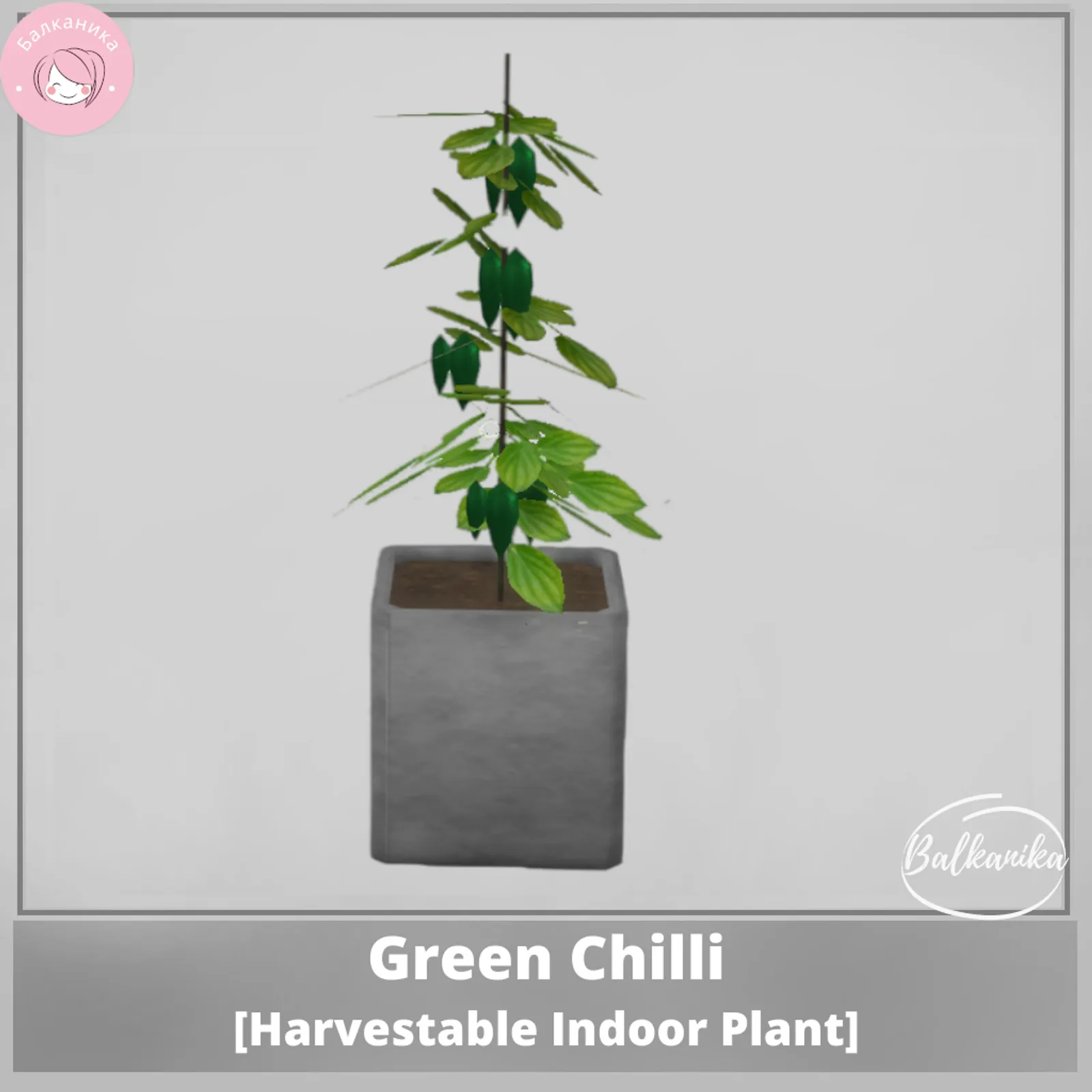 Green Chilli [Harvestable Indoor Plant]