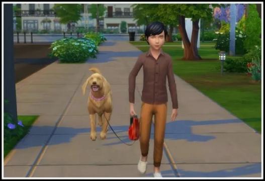 Kids can go for a Walk with Dogs