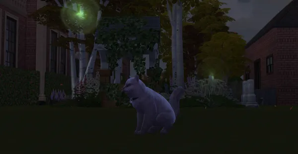 Outdoor Cats
