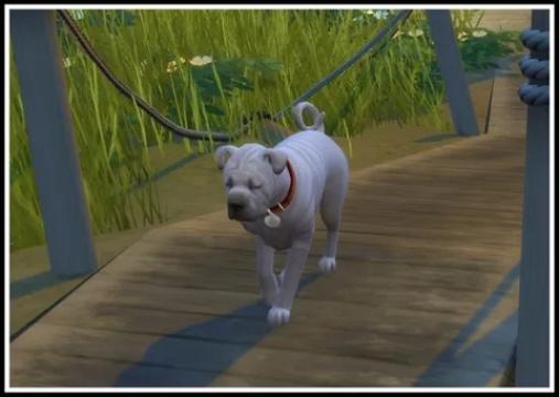 No Sick, Dirty, Sad and Hungry Cats & Dogs (NPCs)