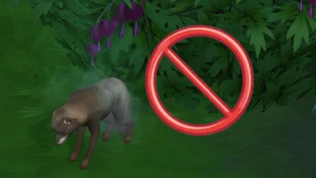 Pet Explore Bush Tweaks
