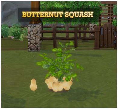 HARVESTABLE BUTTERNUT SQUASH