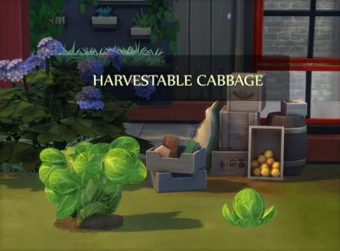 CABBAGE HARVESTABLE