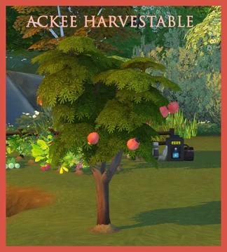 HARVESTABLE ACKEE 