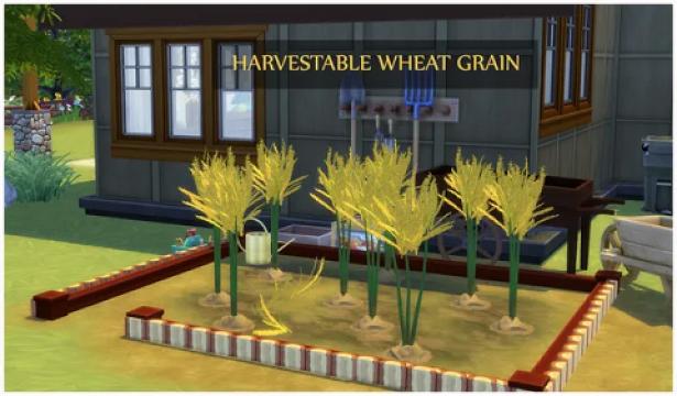 HARVESTABLE WHEAT GRAIN