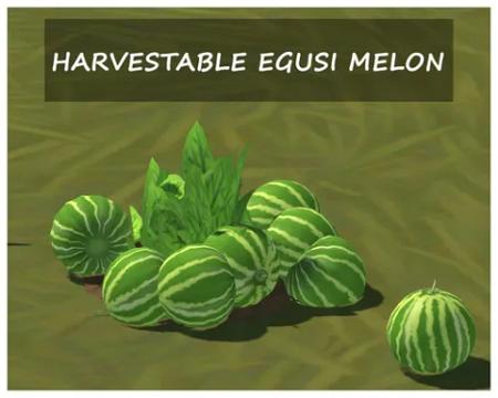 EGUSI MELON