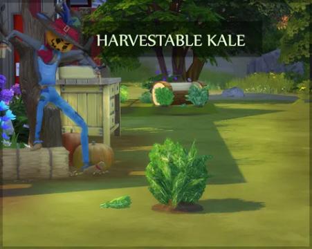 HARVESTABLE KALE