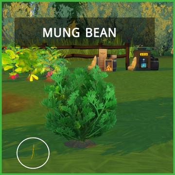 HARVESTABLE MUNG BEAN