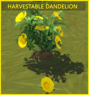 HARVESTABLE DANDELION