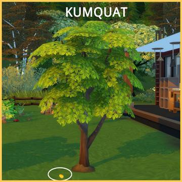 HARVESTABLE KUMQUAT