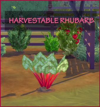 HARVESTABLE RHUBARB