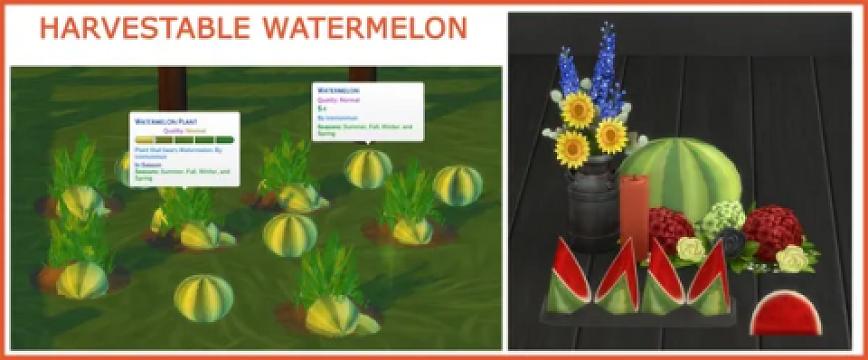 HARVESTABLE WATERMELON