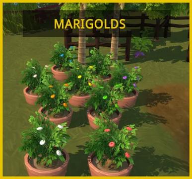 MARIGOLD SET