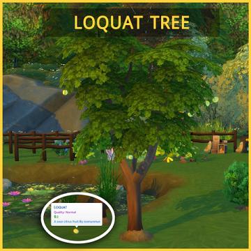 HARVESTABLE LOQUAT