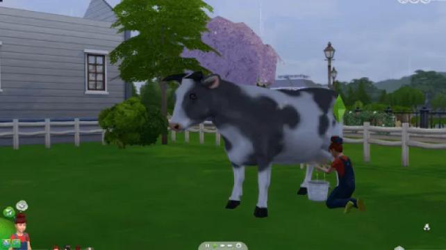 DAIRY COW