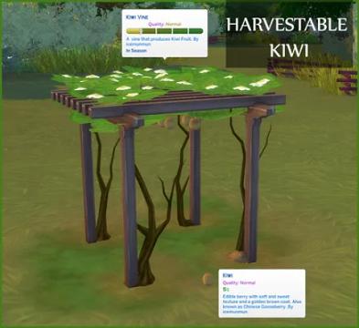 HARVESTABLE KIWI