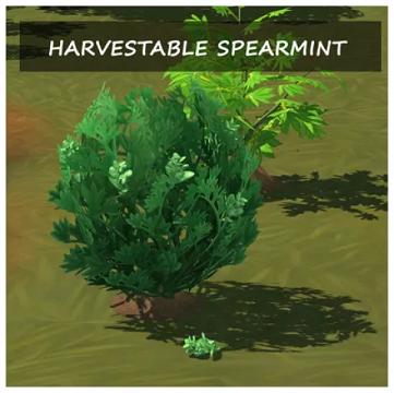 HARVESTABLE SPEARMINT
