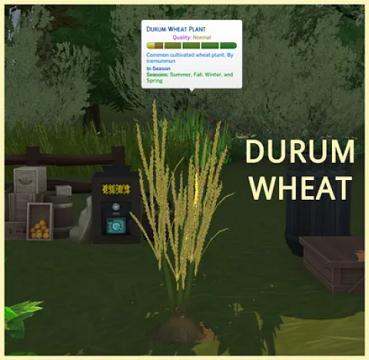 DURUM WHEAT
