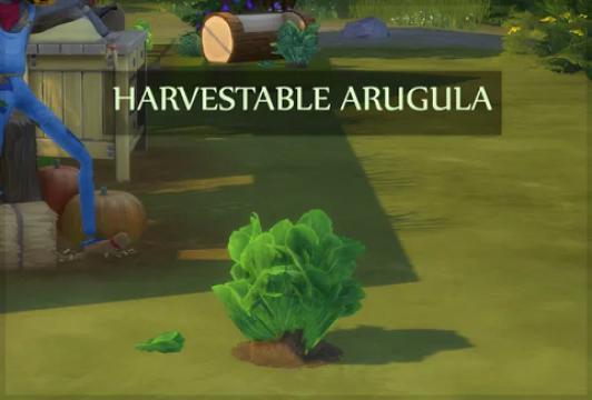 HARVESTABLE ARUGULA