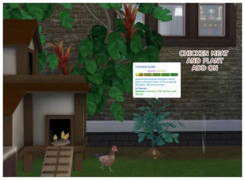 Harvestable Chicken Meat Plant